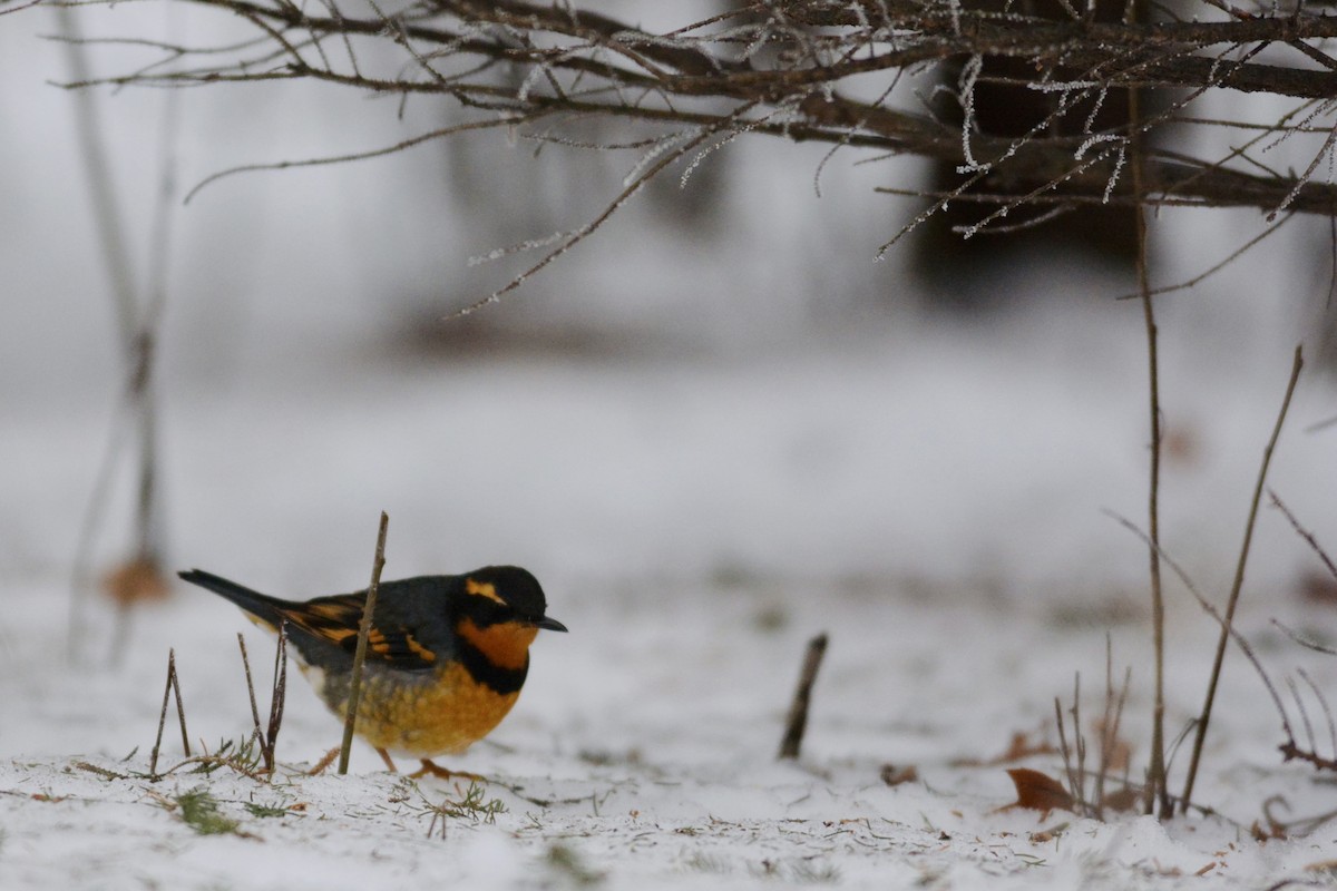 Varied Thrush - ML613522558