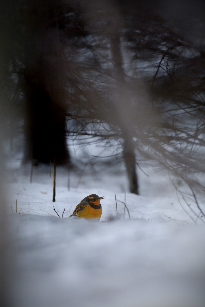 Varied Thrush - ML613522560