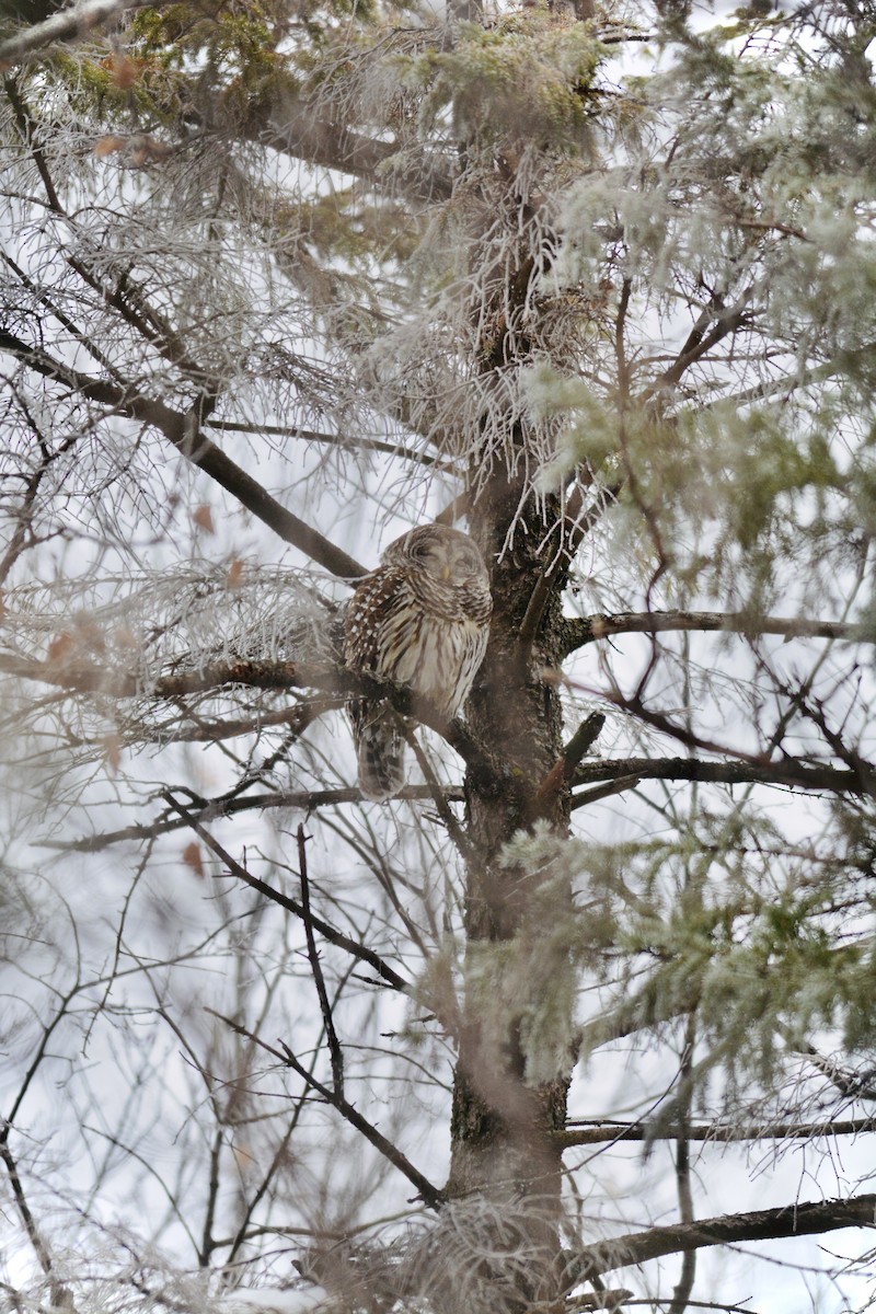 Barred Owl - ML613522571