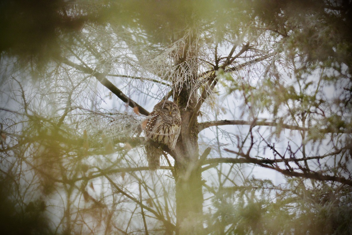 Barred Owl - ML613522572