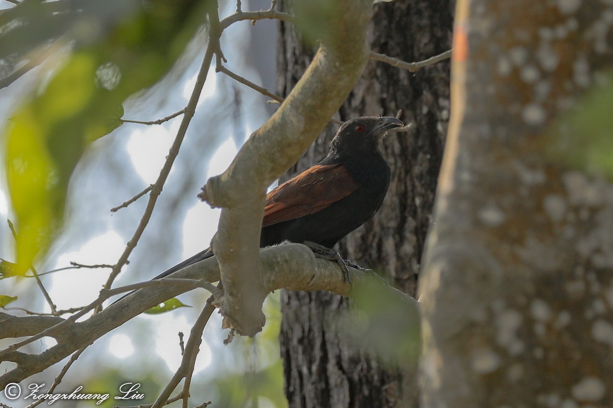 Greater Coucal - ML613522646