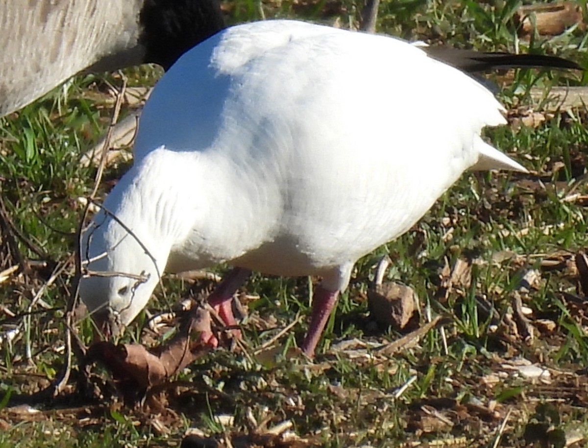 Ross's Goose - ML613522729