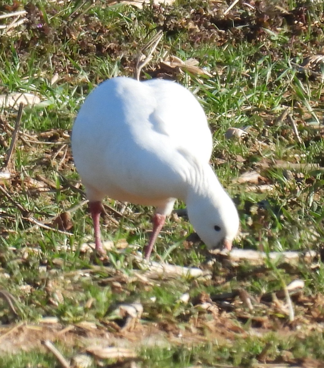 Ross's Goose - ML613522730