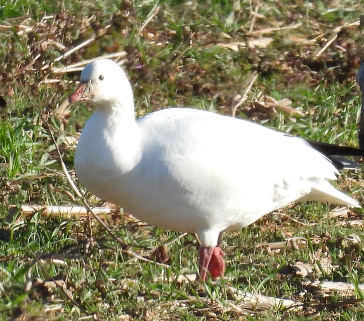 Ross's Goose - ML613522731