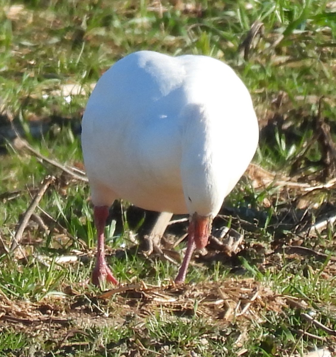 Ross's Goose - Jeffrey Blalock