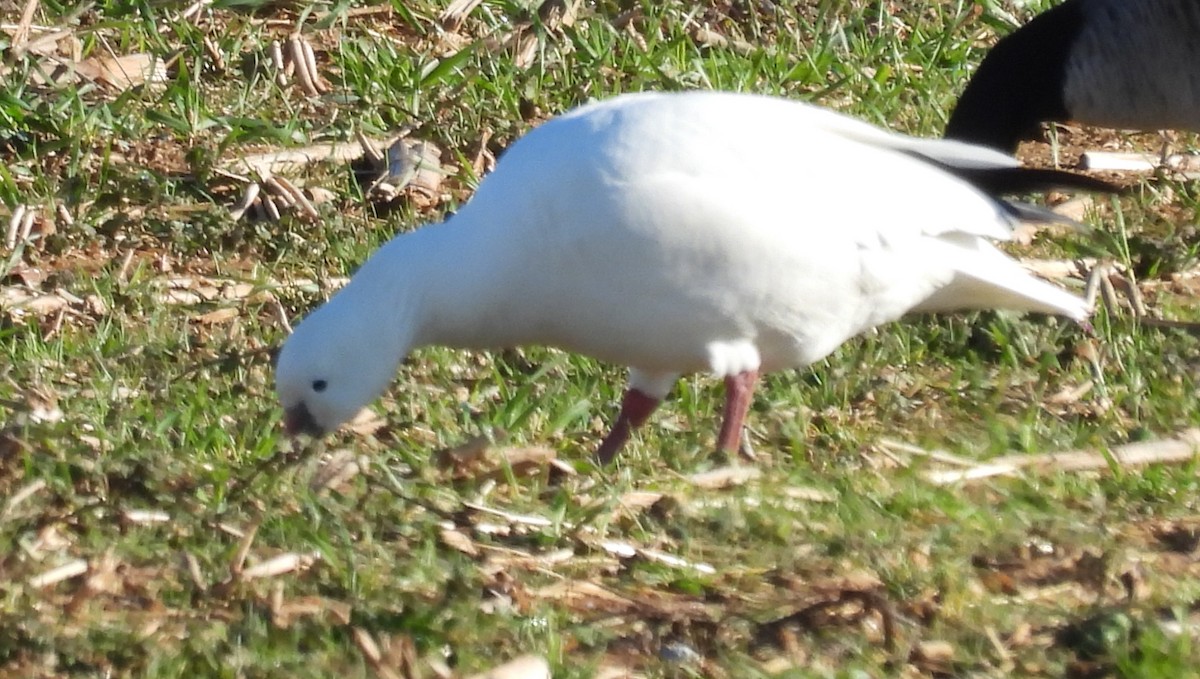 Ross's Goose - ML613522733