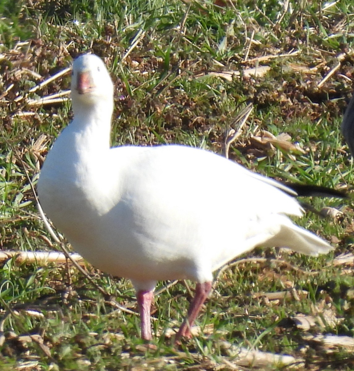 Ross's Goose - ML613522734