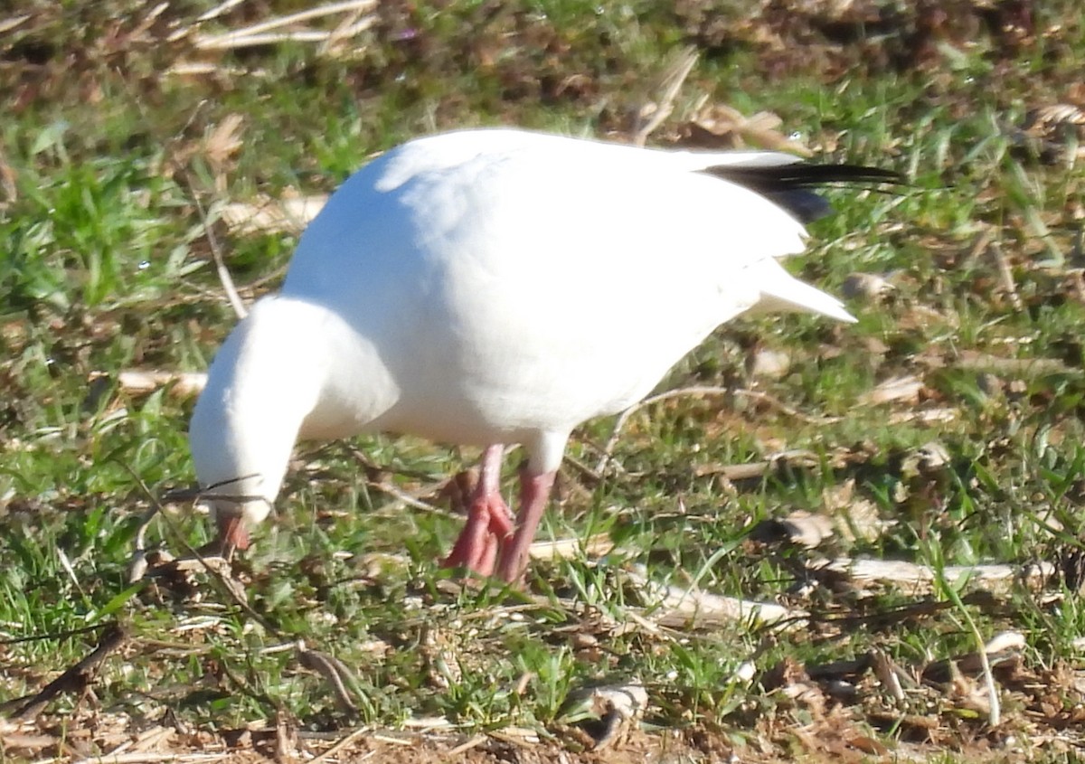 Ross's Goose - Jeffrey Blalock