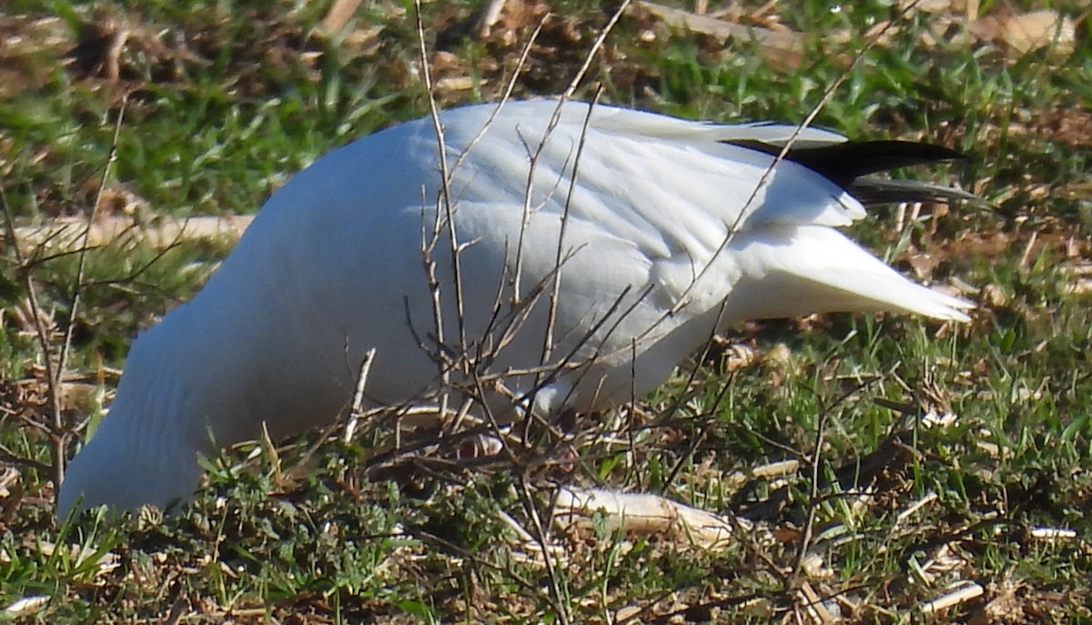 Ross's Goose - ML613522737