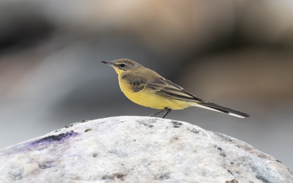 Western Yellow Wagtail - Emmanuel Naudot