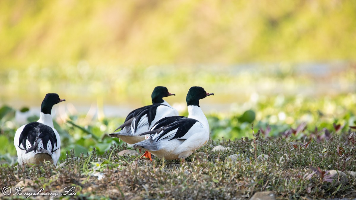 Common Merganser - ML613522770