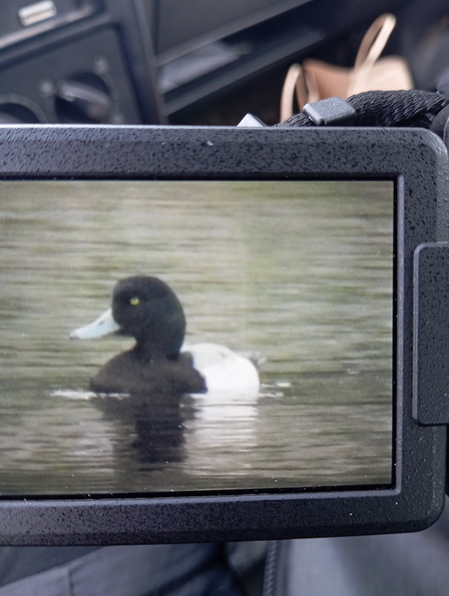 Greater Scaup - ML613522804