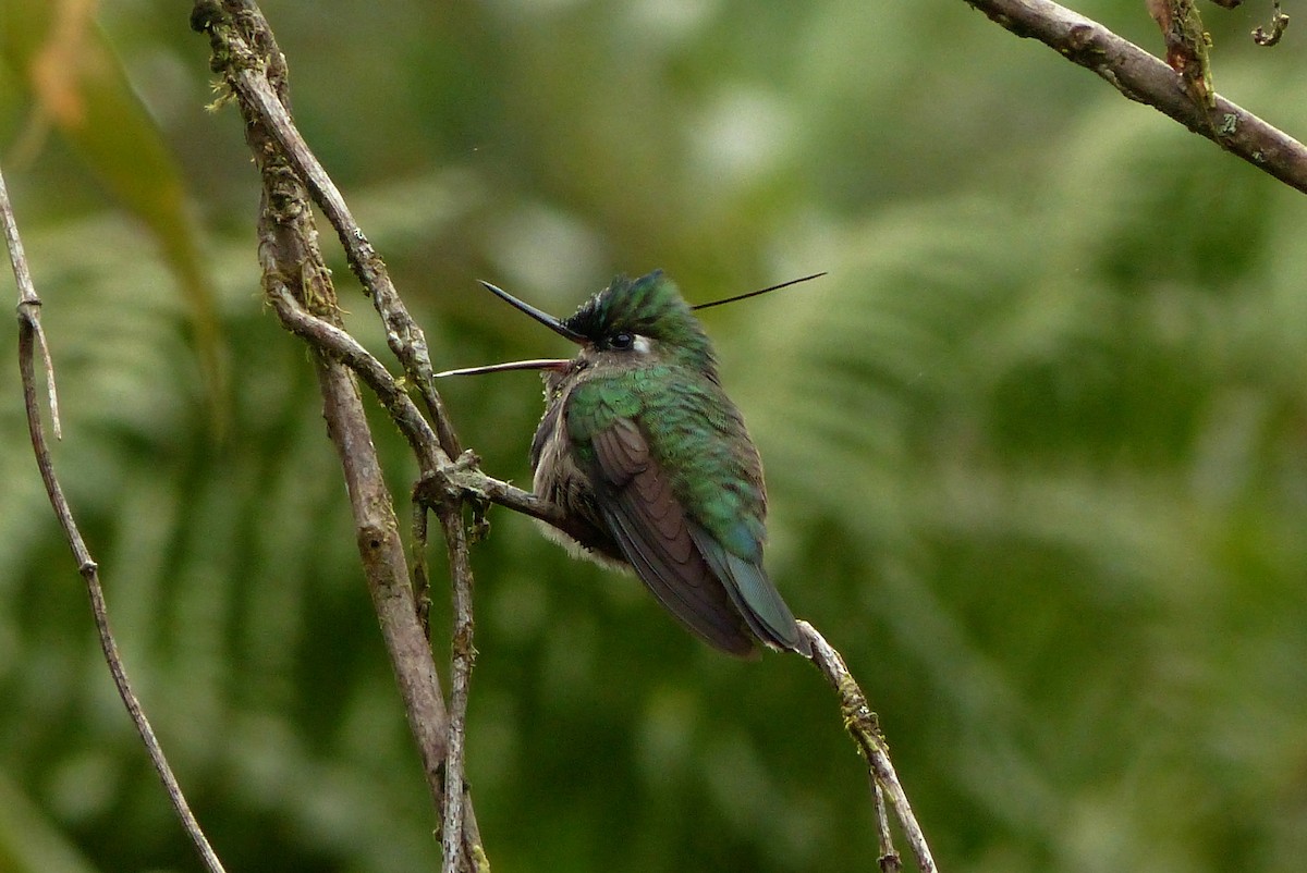 Green-crowned Plovercrest - ML613522856