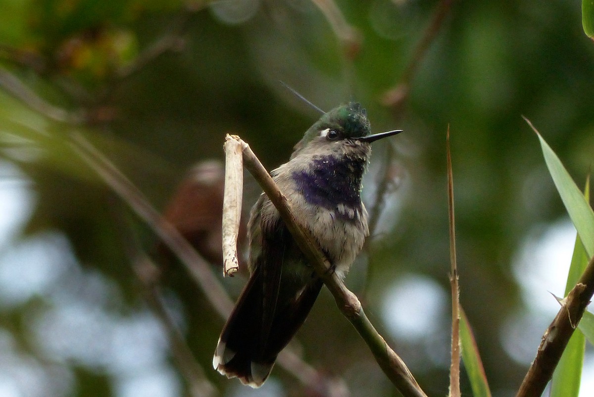 kolibřík copatý - ML613522857