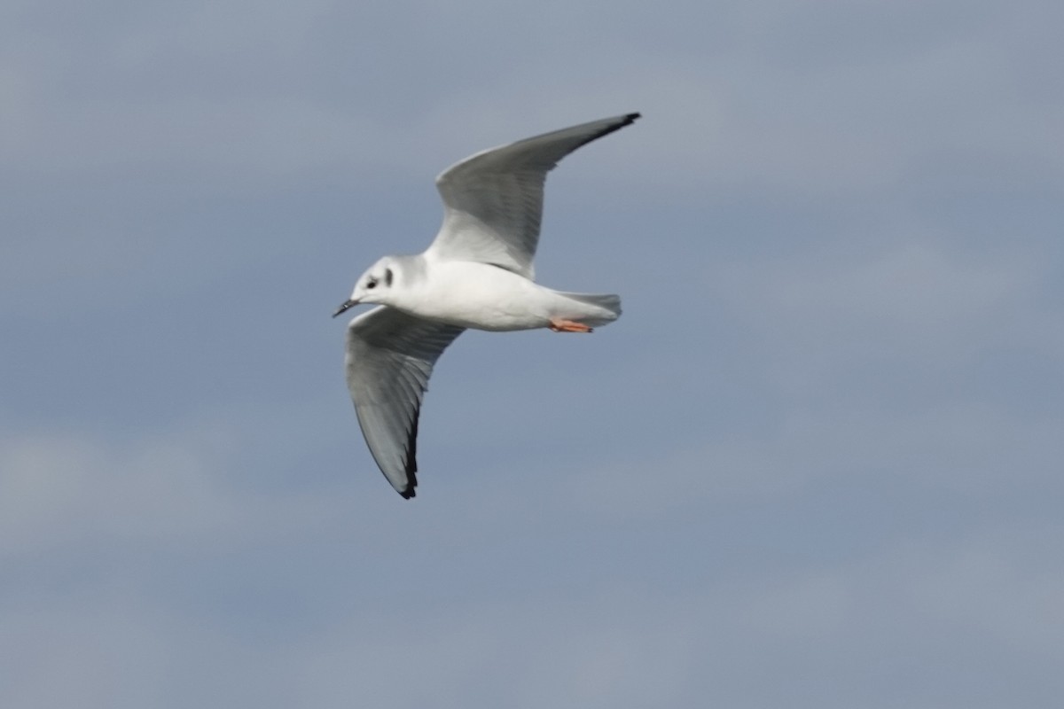 Bonaparte's Gull - ML613522882