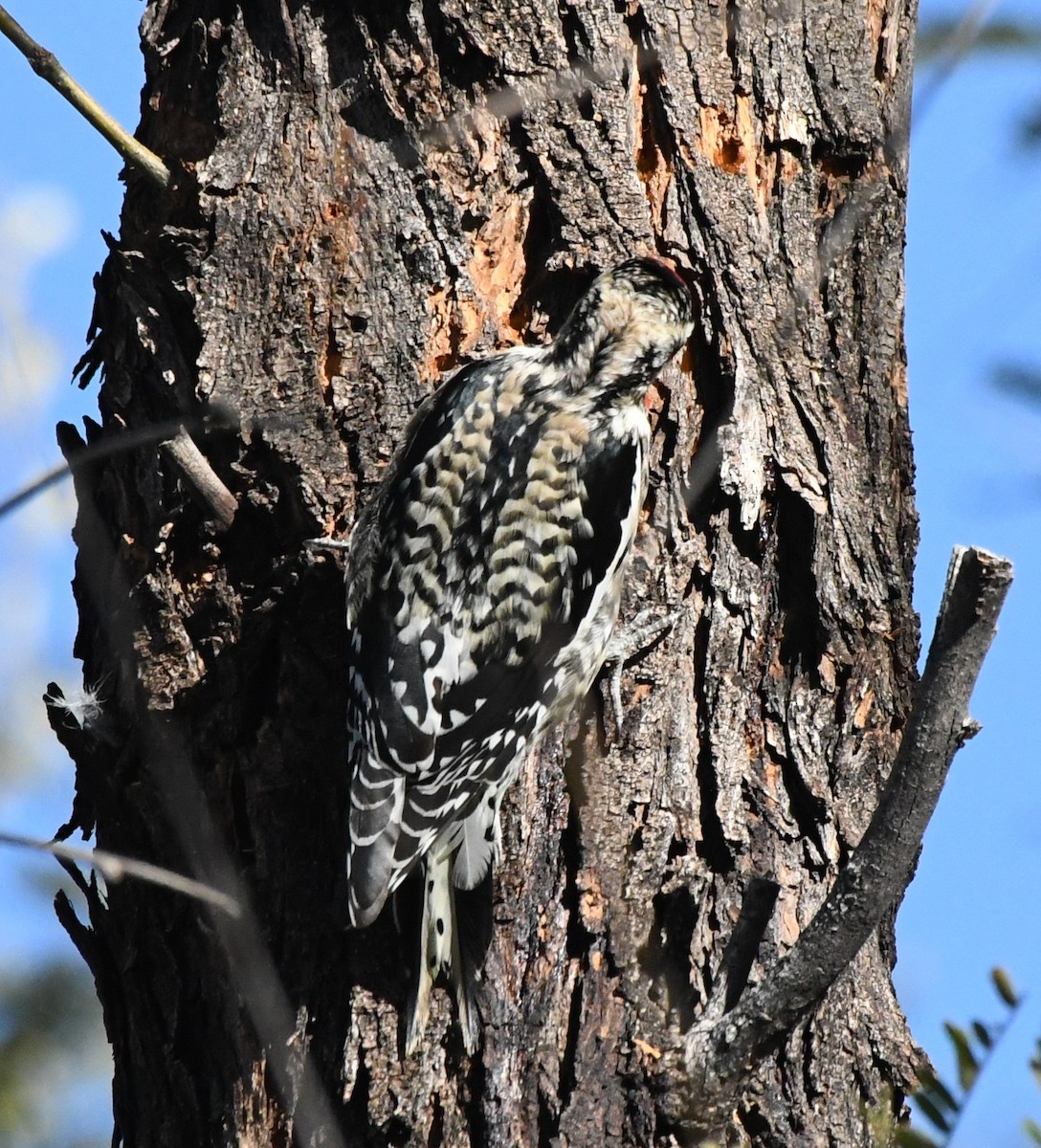 Yellow-bellied Sapsucker - Janine McCabe