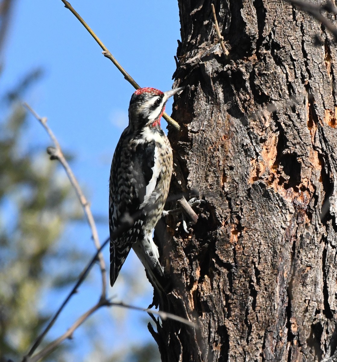 Yellow-bellied Sapsucker - ML613523057