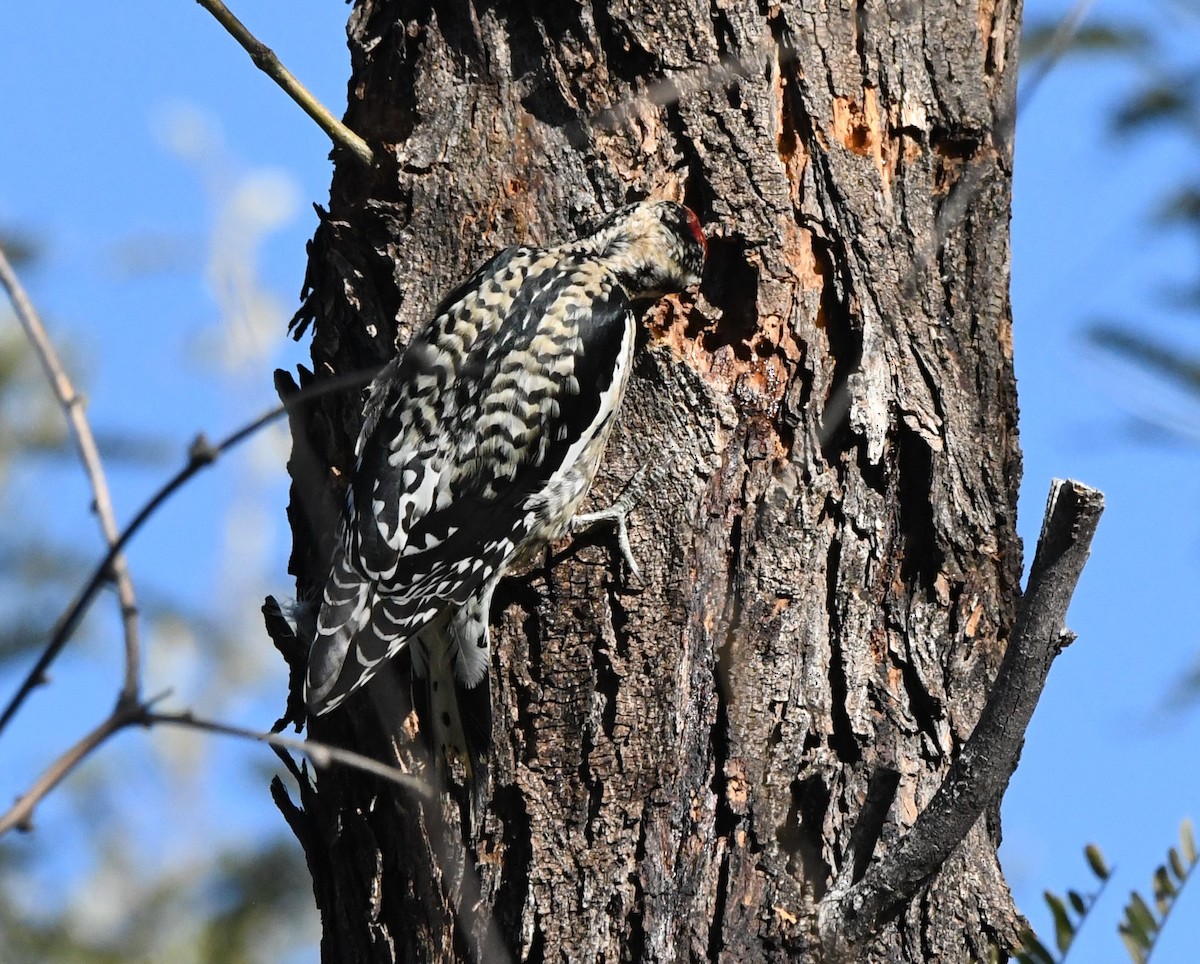 Yellow-bellied Sapsucker - ML613523058