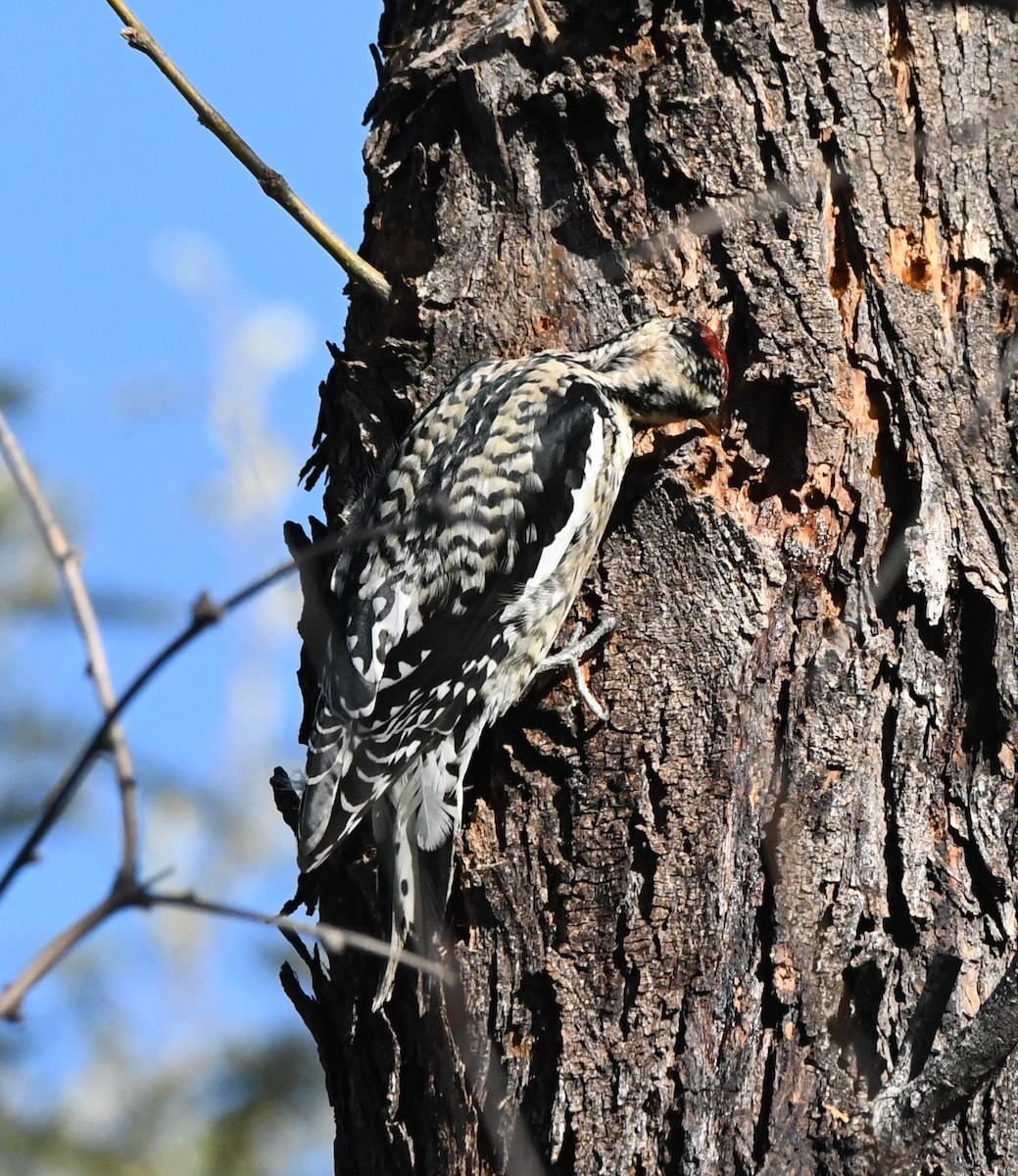 Yellow-bellied Sapsucker - Janine McCabe