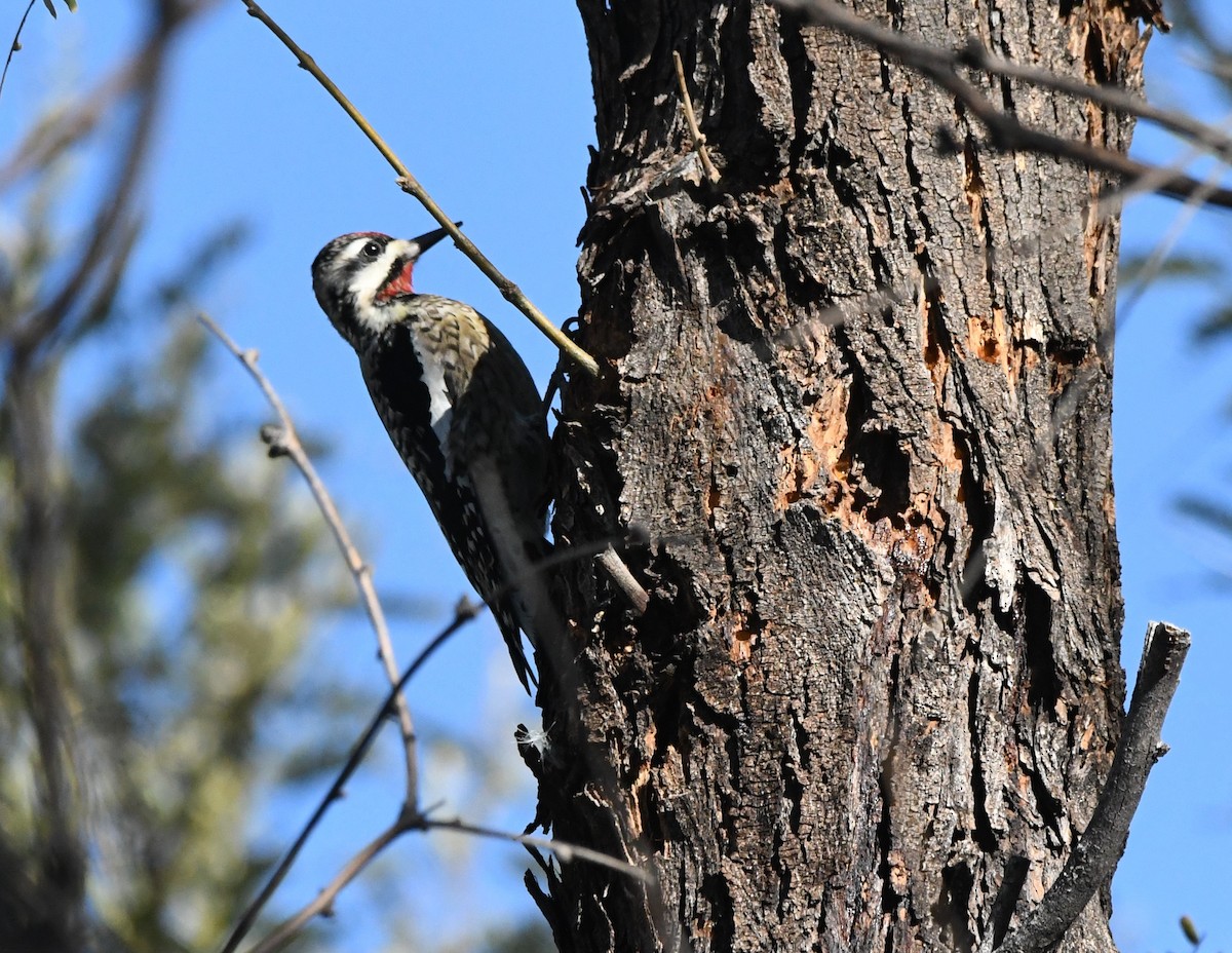 Yellow-bellied Sapsucker - Janine McCabe