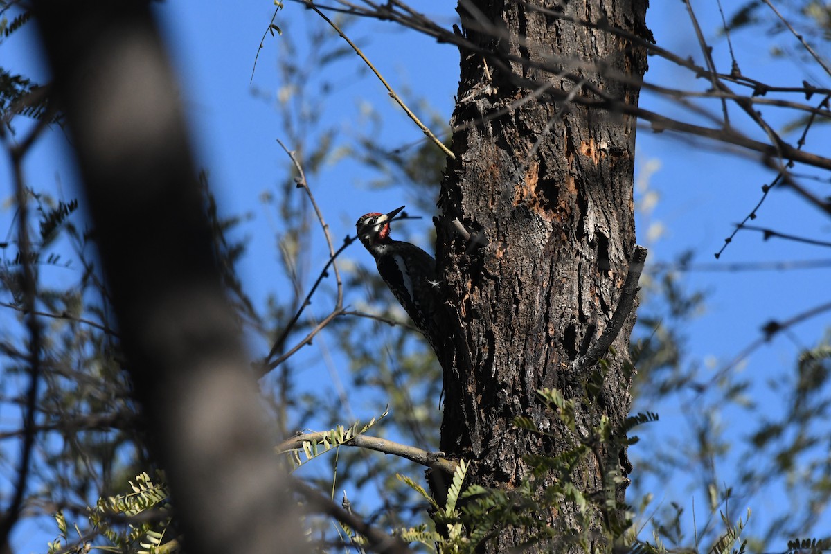 Yellow-bellied Sapsucker - ML613523064