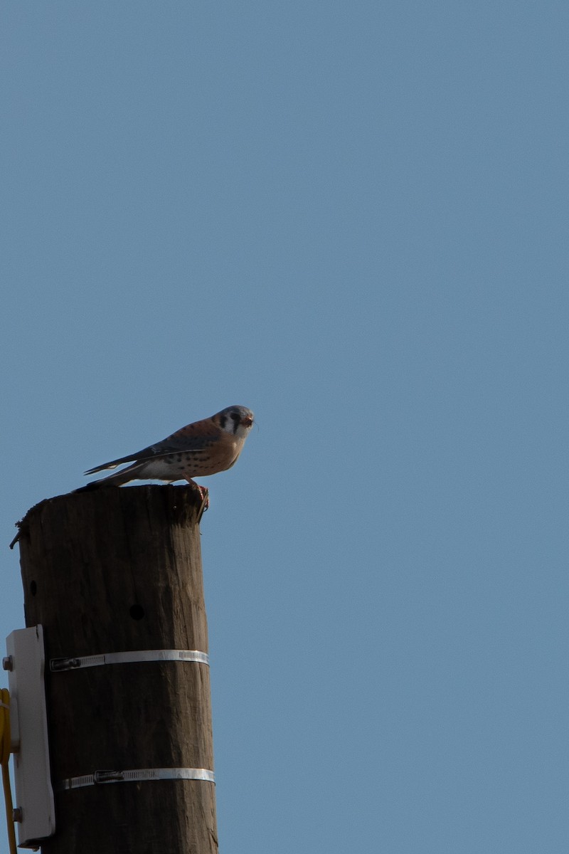 American Kestrel - ML613523081