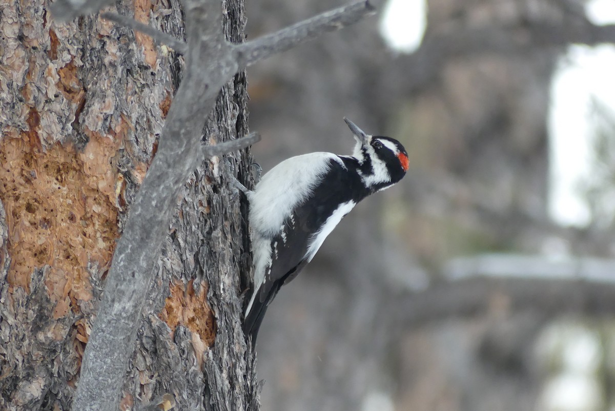 Hairy Woodpecker - ML613523109