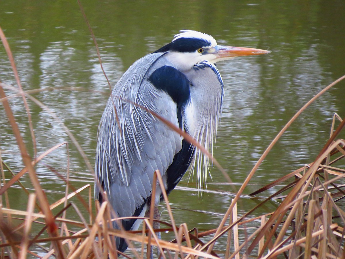 Gray Heron - Víctor Salvador Vilariño