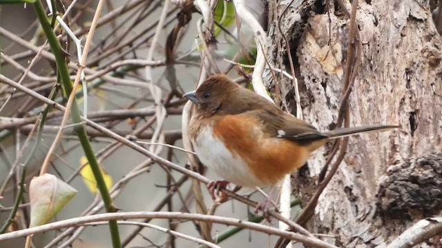 Eastern Towhee - ML613523134