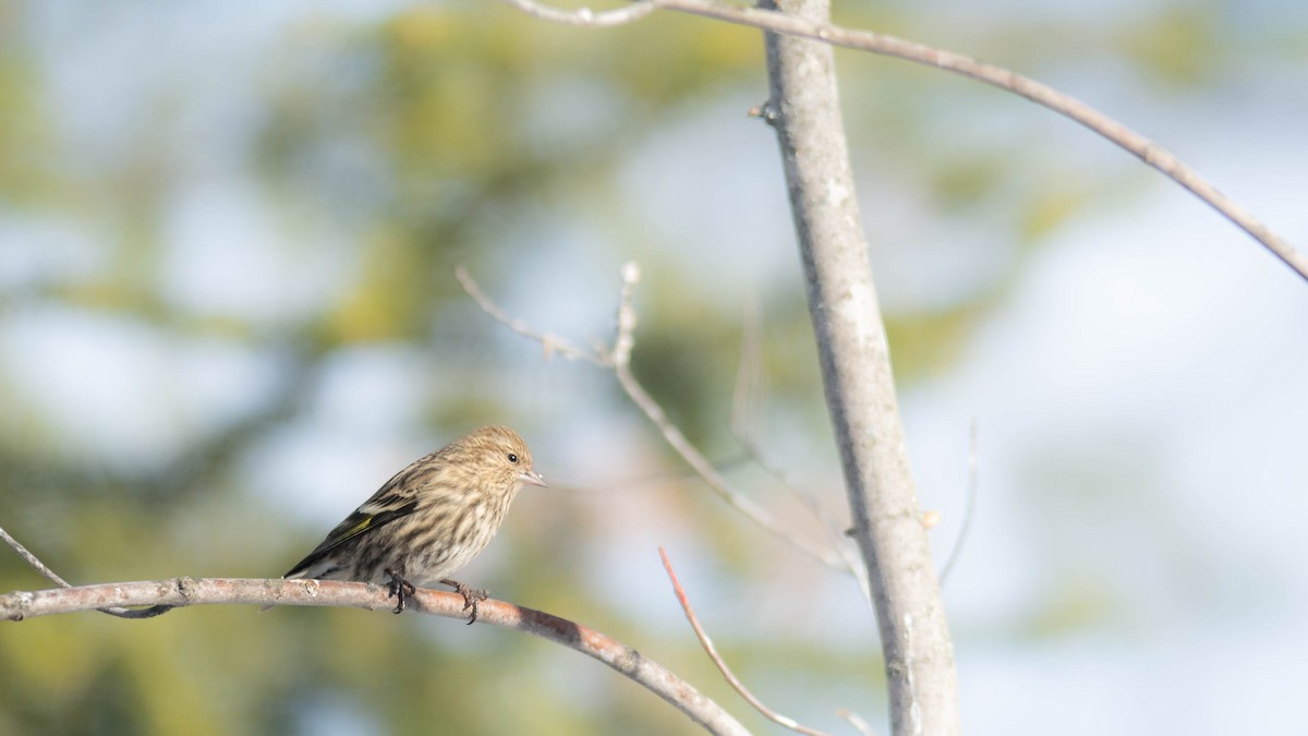 Pine Siskin - ML613523223