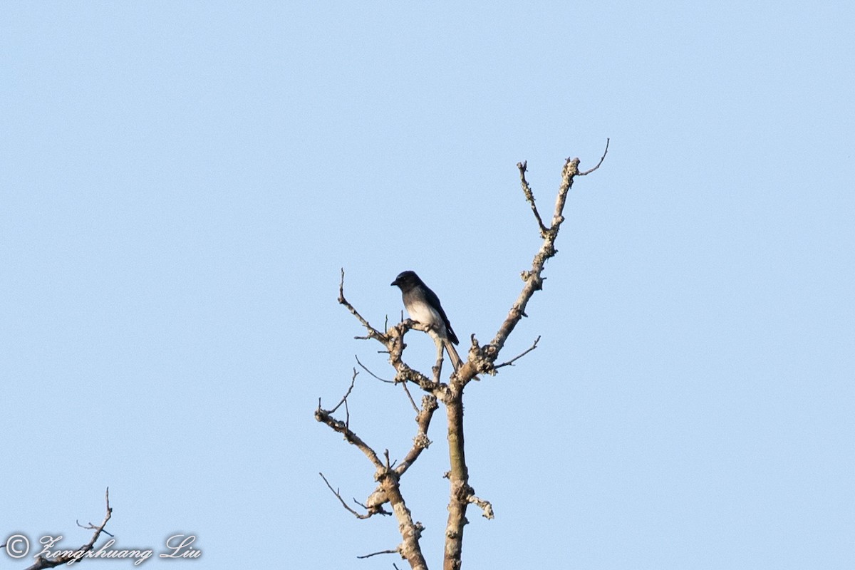 Drongo à ventre blanc - ML613523236