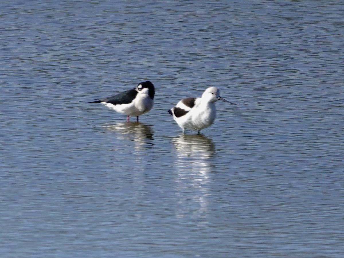 American Avocet - Pete Janzen