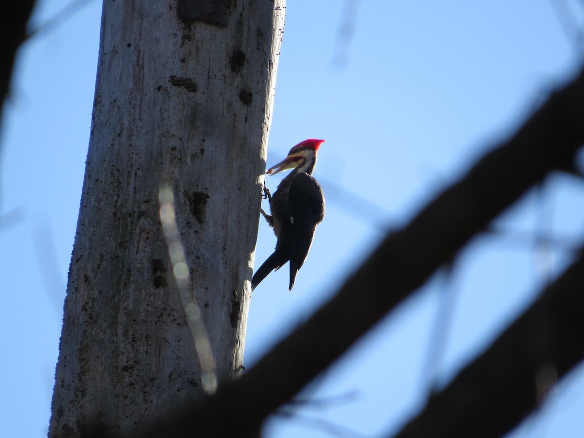 Pileated Woodpecker - ML613523385