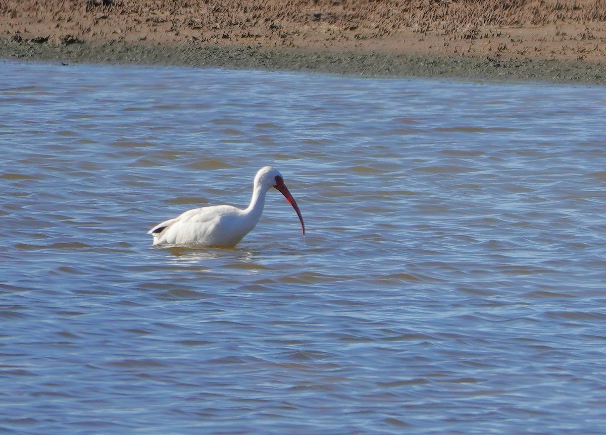 ibis bílý - ML613523436