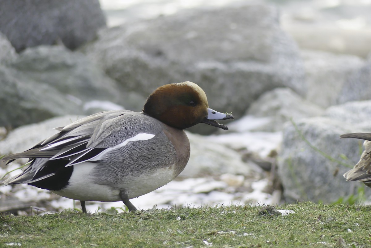 Eurasian x American Wigeon (hybrid) - Daniel P