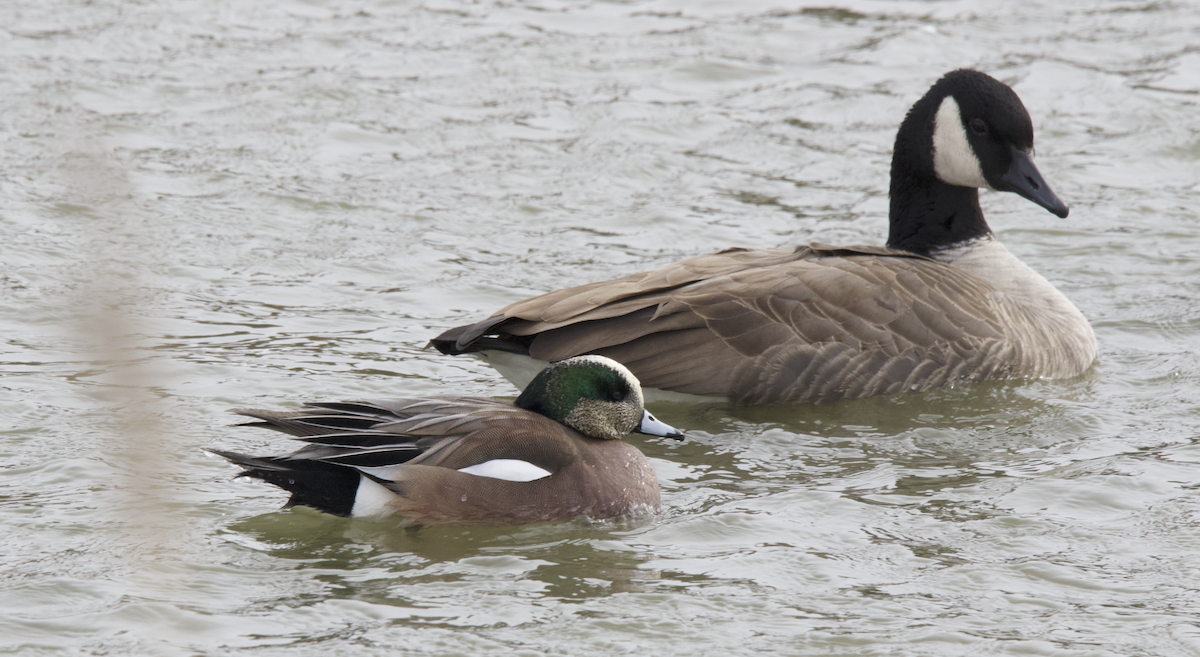 American Wigeon - ML613523543