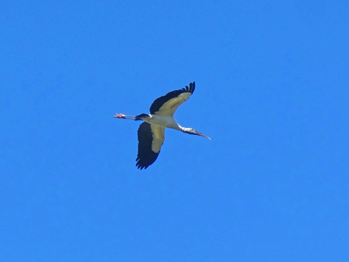 Wood Stork - bill franz