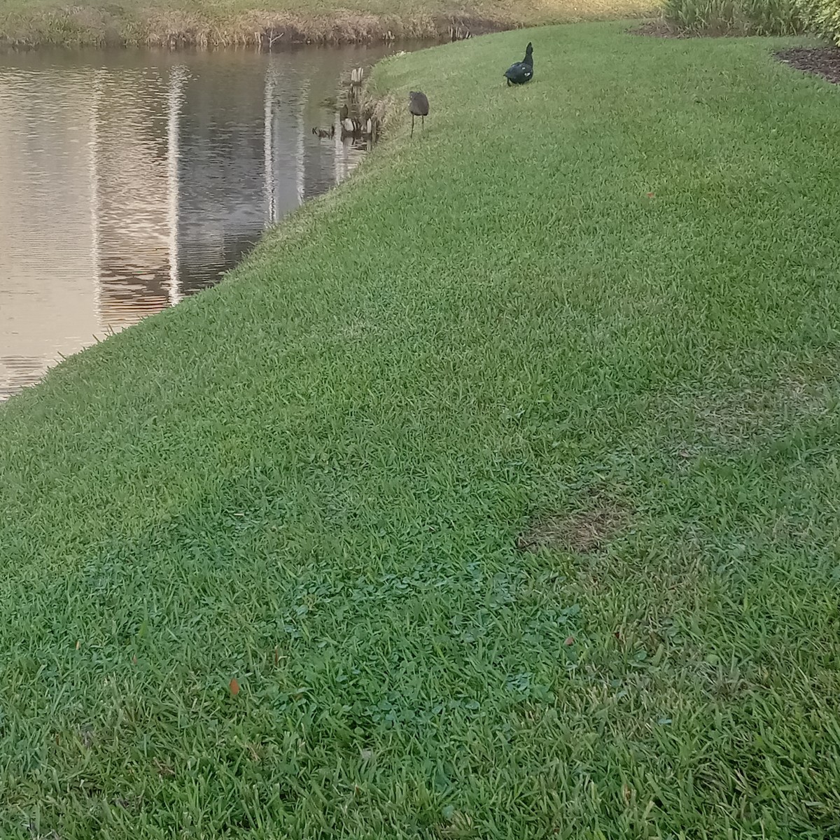 Muscovy Duck (Domestic type) - ML613523587