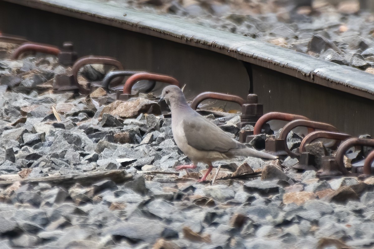 White-tipped Dove - Luiz Carlos Ramassotti