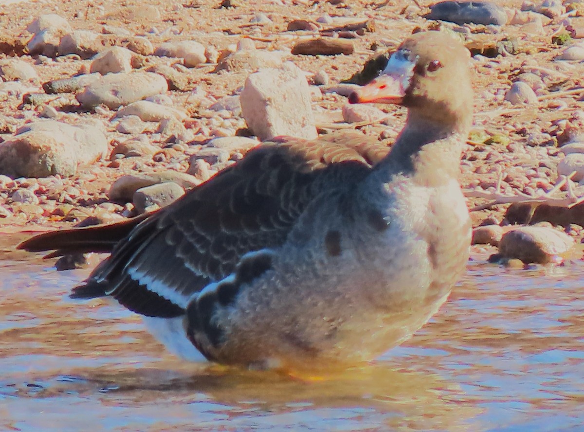 Greater White-fronted Goose - ML613523611