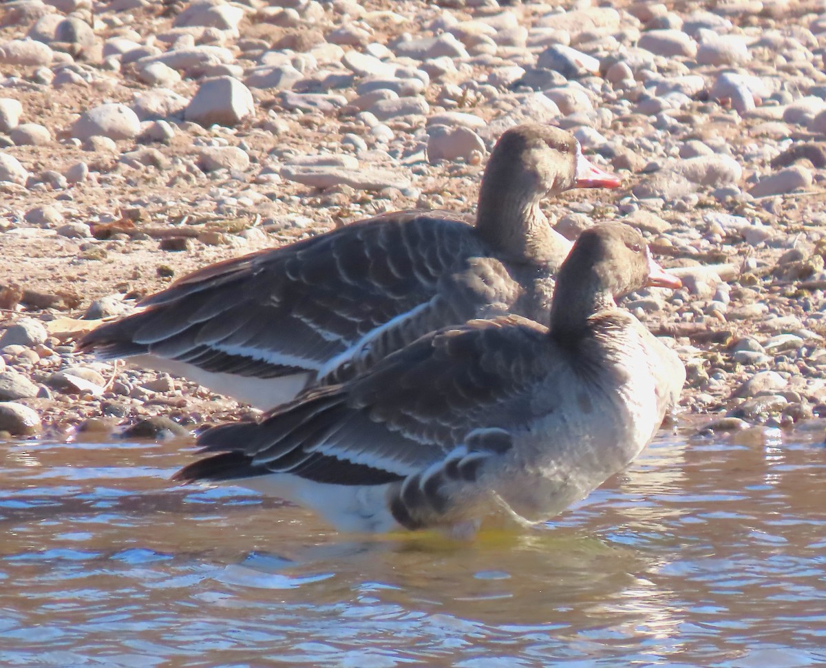 Greater White-fronted Goose - ML613523612