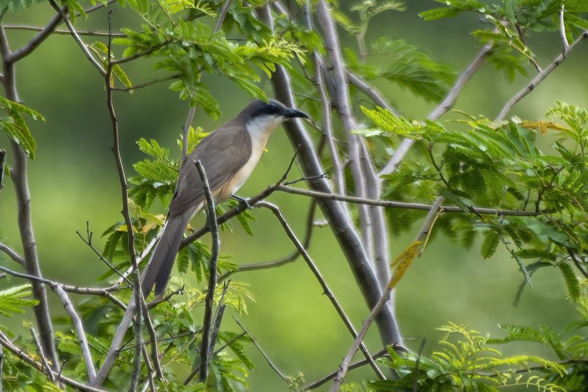 Dark-billed Cuckoo - ML613523628