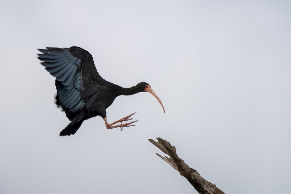 Ibis à face nue - ML613523650