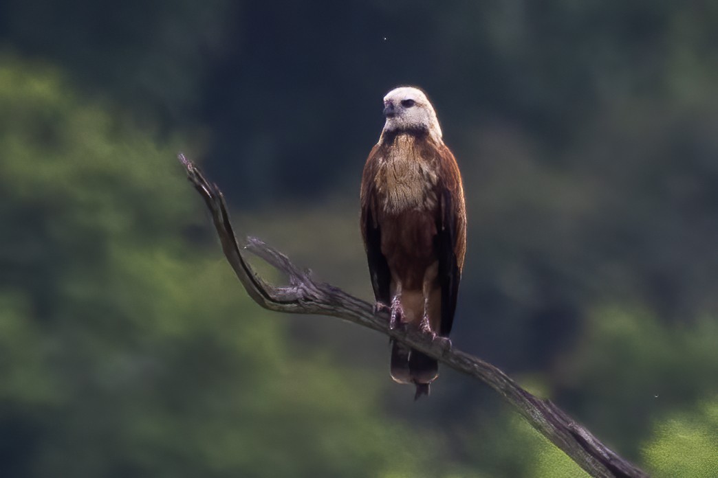 Black-collared Hawk - ML613523662