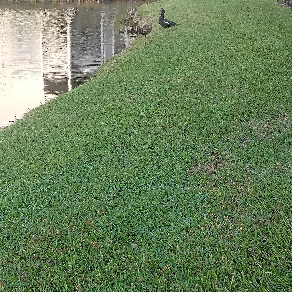 Limpkin - ML613523714