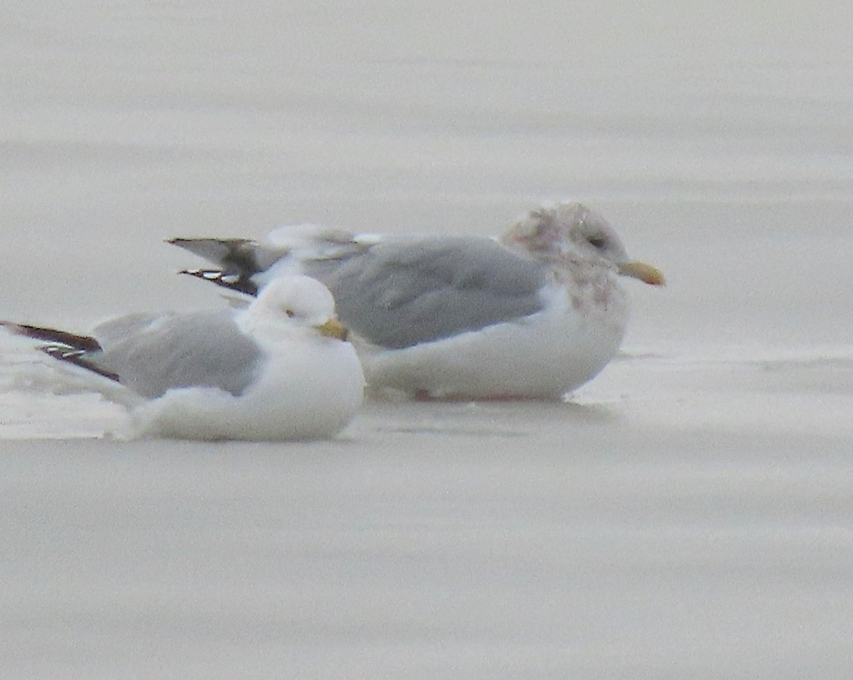 Iceland Gull (Thayer's) - ML613523764