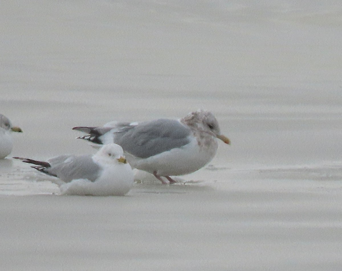 Gaviota Groenlandesa (thayeri) - ML613523765