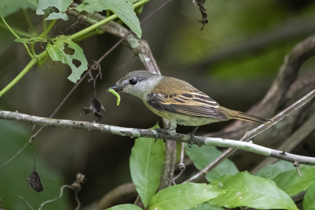 White-winged Becard - Luiz Carlos Ramassotti