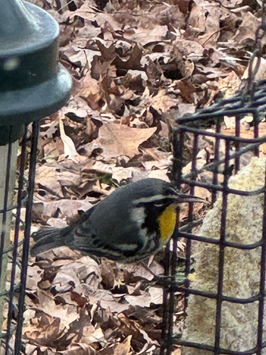 Yellow-throated Warbler - ML613523799