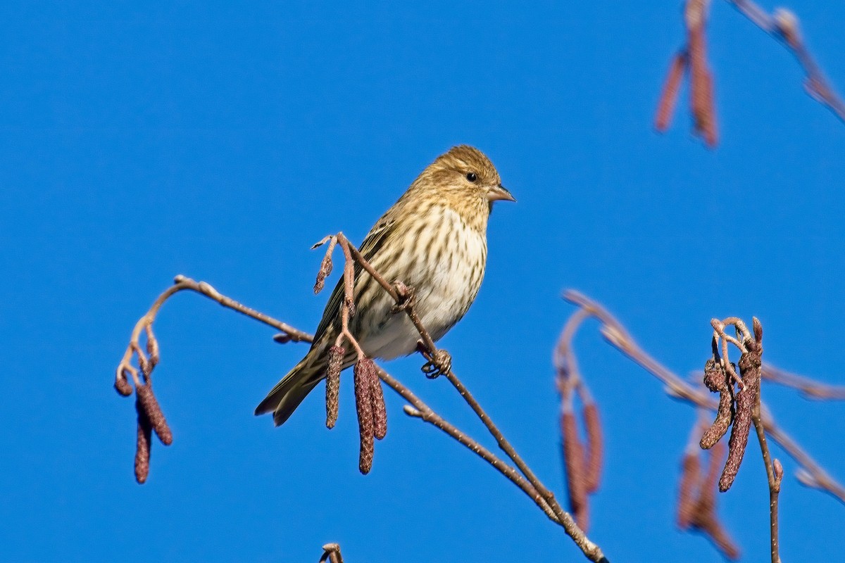 Pine Siskin - ML613523827